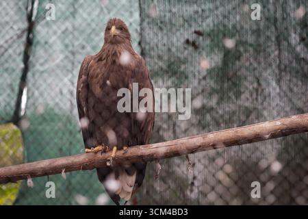 Ein Seeadler (Haliaeetus albicilla) in einem Käfig in einem osteuropäischen Zoo. Stockfoto