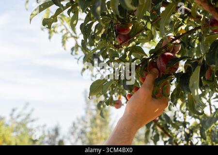 Pfirsiche von einem Baumzweig in einem sonnigen Obstgarten von Hand pflücken Stockfoto