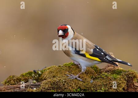 Ein wunderschöner, farbenfroher männlicher Goldfink (carduelis carduelis) an einem Waldteich an einem heißen Frühlingstag Stockfoto