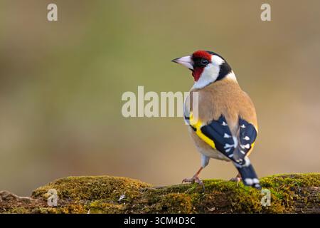 Ein wunderschöner, farbenfroher männlicher Goldfink (carduelis carduelis) an einem Waldteich an einem heißen Frühlingstag Stockfoto