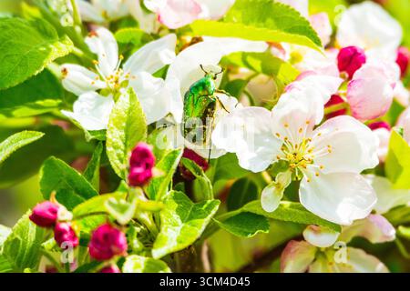 Rosenscheuer, Cetonia aurata, auf Apfelblüten, Bayern, Deutschland Stockfoto