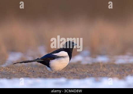 Magpie (Pica pica) auf einer Frühfrühlingshaue in der wunderschönen Morgensonne Stockfoto