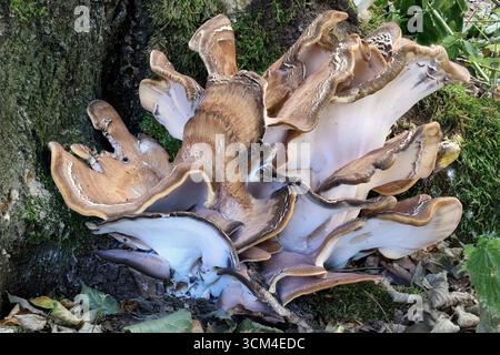 Riesenpolyporenpilz (Meripilus giganteus), der an der Basis eines Baumes wächst, mit mehreren Mücken sichtbar, detailreich gestapeltem Makrobild. Stockfoto