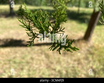 Nahaufnahme mit Fokus auf einen Zweig von grünem Laub, von einer Nadelbäume oder einer ähnlichen immergrünen Pflanze, bedeckt mit kurzen, nadelförmigen, grünen Blättern. Stockfoto