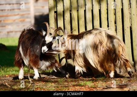 Zwei langhaarige Widder, die Köpfe schlagen Stockfoto