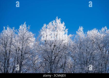 Fangen Sie eine wunderschöne Winterlandschaft mit schneebedeckten Bäumen ein, die sich gegen einen hellen, klaren blauen Himmel erheben, und schaffen Sie eine ruhige und malerische Szene voller Ruhe und natürlicher Schönheit Stockfoto