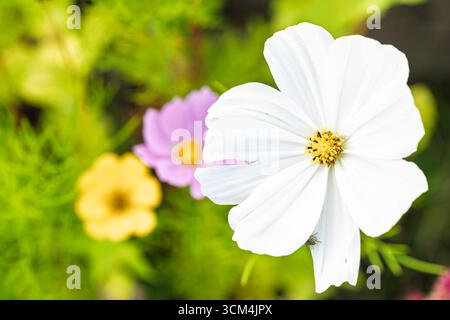 COSMOS bipinnatus – weiße Gartenkosmos-Blüte mit bunten Blüten Stockfoto