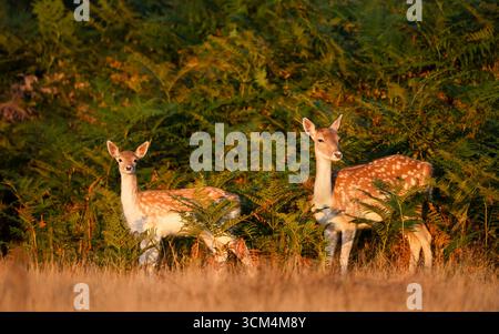 Nahaufnahme von zwei jungen Damhirschen, die auf einer Wiese stehen, Großbritannien. Stockfoto