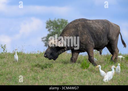 Afrikanische oder Cape Buffalo (Syncerus Caffer) Stiere, begleitet von Rinderreiher, Lake Nakuru National Park, Kenia. Stockfoto