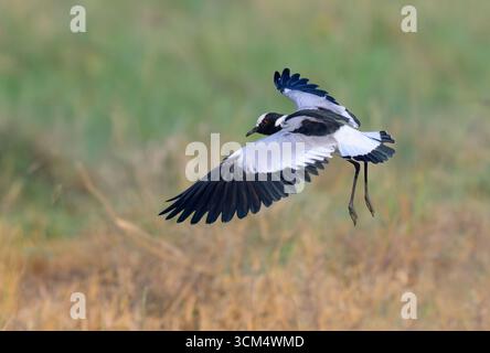 Schmied Lapwing oder Plover (Vanellus armatus) fliegen, Lake Nakuru National Park, Kenia. Stockfoto