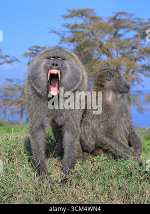 Der männliche Olivenpaan (Papio anubis) gähnt mit seinen großen Zähnen im offenen Mund, während das Weibchen in der Nähe des Lake Nakuru National Park, Kenia, ruht. Stockfoto