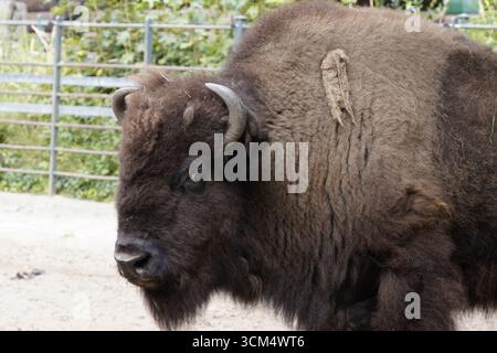 Seitenprofil Nahaufnahme Porträt des Kopfes eines männlichen amerikanischen Bisons oder amerikanischen Büffels mit großen Hörnern und dunkelbraunem Fell Stockfoto