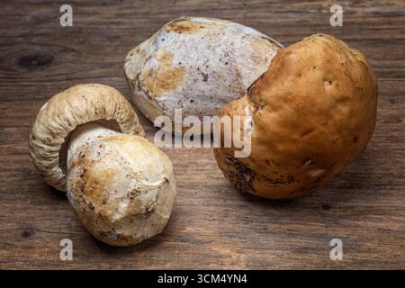 CEP oder Penny Bun (Boletus edulis), Boletaceae. Gruppe Pilze auf Holztisch. Stockfoto