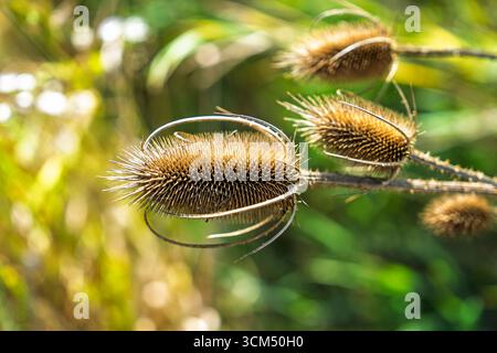 Künstlerische Makroaufnahme von stacheligen Teaselkernschoten mit gekrümmten Ranken im botanischen Gartenumfeld Stockfoto
