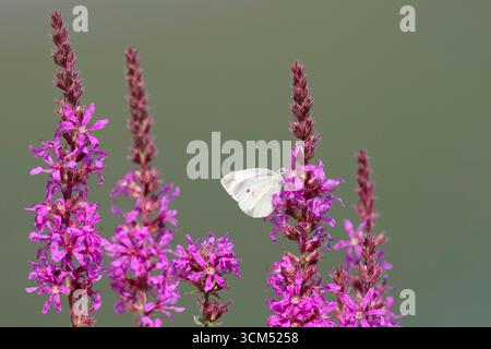 Kleiner weißer Schmetterling, Pieris rapae auf Purple Loosestrife, Lythrum salicaria Stockfoto