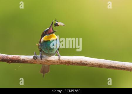 Ein europäischer Bienenfresser (Merops apiaster), der auf einem Zweig hockte, warf ein Insektenfresser in die Luft, bevor er es aß. Stockfoto