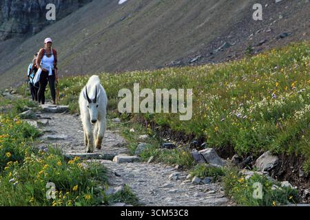 White Mountain Goats on Trail im Glacier National Park Montana USA Stockfoto