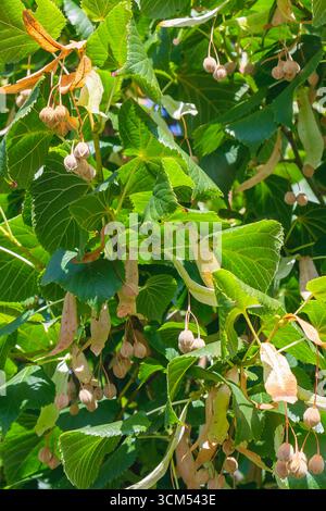 Detaillierte Ansicht eines Lindenbaums (Tilia) mit grünen Blättern und Reifen Samenkapseln, die in hellem Sommerlicht aufgenommen wurden und die Natur der Pflanze zeigen Stockfoto
