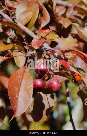 Nahaufnahme von kleinen roten Krabbenfrüchten auf einem Baumzweig umgeben von Herbstlaub, gefangen in natürlichem Licht, symbolisiert Ernte, Herbstsaison und Stockfoto