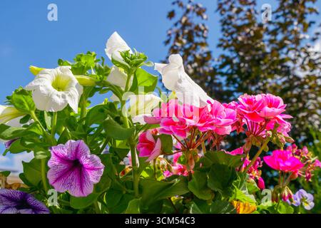 Eine lebhafte Mischung aus rosa Geranien und lila-weißen Petunien in voller Blüte vor einem klaren blauen Himmel schafft eine lebendige Sommergartenszene voller Brig Stockfoto