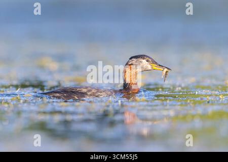 Rothalsvögel, Podiceps grisegena, adulte Grebe mit Beute, Schleswig-Holstein, Deutschland Stockfoto