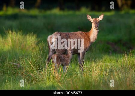 Rotwild, Cervus elaphus, mit Kalb im Sommer, Schleswig-Holstein, Deutschland Stockfoto