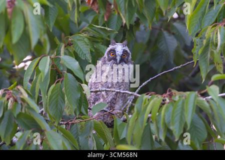 Langohr-Eule, Asio otus, junge Eule, die auf einem Baum sitzt, Schleswig-Holstein, Deutschland Stockfoto