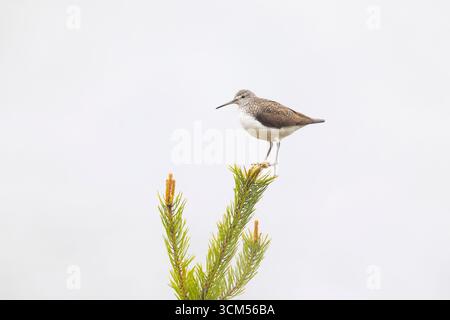Grüner Sandfänger, Tringa ochropus, erwachsener Vogel, der in einem Baum steht, Vaermland, Schweden Stockfoto