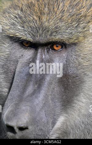 Olivenpaan (Papio anubis) männliches Porträt, Nahaufnahme der Fänge mit Blick auf die Kamera, Lake Nakuru National Park, Kenia. Stockfoto