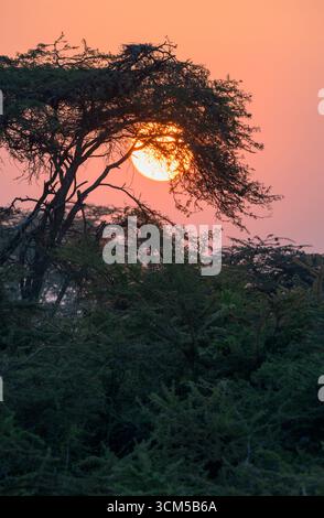 Sonnenaufgang durch Akazienbäume, Masai Mara National Reserve, Kenia. Stockfoto