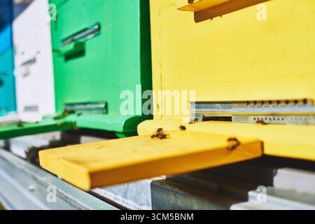 Aus der Nähe sehen Sie Honigbienen, die sich um farbenfrohe Holzbienhäuser im Freien versammeln, Insekten, die in den Bienenstockeingängen und aus diesen herauskommen, konzentrieren Sie sich auf gelbe und grüne Bienenkästen, landwirtschaftliche Bienenzuchtszene Stockfoto