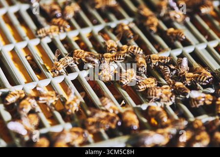 Honigbienen sammeln sich auf einem Plastikstock, bilden beim Überqueren der Oberfläche dichte Cluster und zeigen eine detaillierte Ansicht von Insektenkörpern und Flügeln in der Imkerei Stockfoto