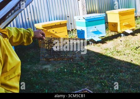 Ein Mann mittleren Alters hält einen Imkerahmen in der Nähe farbenfroher Bienenstöcke im Freien, Bienen fliegen um das Bienenhaus und nehmen an sonnigen Tagen Imkereiaktivitäten wahr Stockfoto