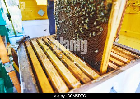 Nahaufnahme mit Honigbienen, die während des Imkerei auf einem Wabenrahmen im Holzbienenstock schwärmen, Wabenstruktur sichtbar, während Bienen aktiv arbeiten und herumfliegen Stockfoto