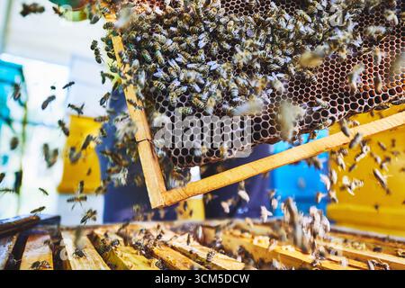 Bienenstock-Rahmen mit Bienen bedeckt, Wabenstruktur sichtbar, Bienen schwärmen um Holzrahmen herum, Imkerei im Freien läuft Stockfoto