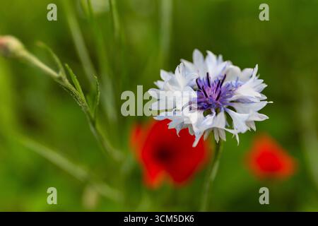 Weiße Kornblume (Centaurea cyanus, White Bachelor's Button) Blumenkopf mit weißen Blüten und tiefviolettem Zentrum, Nahaufnahme einer einzelnen Blume. Stockfoto