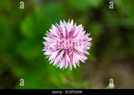 Rosa Kornblume (Centaurea cyanus, Pink Bachelor's Button) Blumenkopf mit rosa Blüten und lila Mitte, Nahaufnahme einer einzelnen Blume von oben. Stockfoto