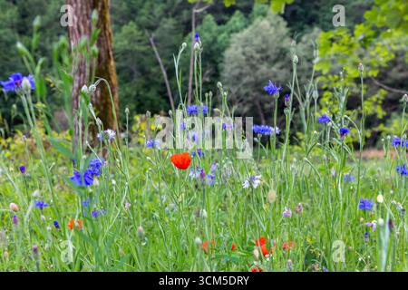 Wilde, lebendige Frühlingswiese mit bunten Wildblumen: Kornblumen, Mohnblumen und Gänseblümchen, in einem Wald mit Bäumen im Hintergrund, Beskiden, Polen Stockfoto