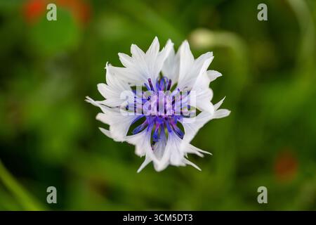 Weiße Kornblume (Centaurea cyanus, White Bachelor's Button) mit weißen Blüten und einem ausgeprägten tiefvioletten Zentrum, Nahaufnahme von oben. Stockfoto