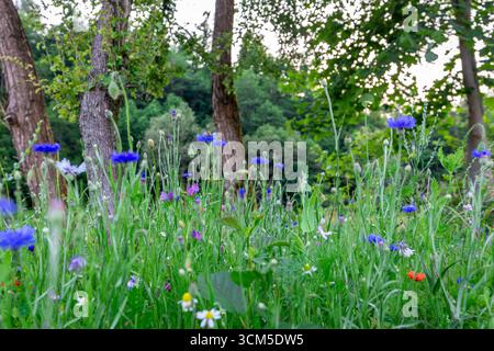 Wilde, lebendige Frühlingswiese mit bunten Wildblumen: Kornblumen, Mohnblumen und Gänseblümchen, in einem Wald mit Bäumen im Hintergrund, Beskiden, Polen Stockfoto