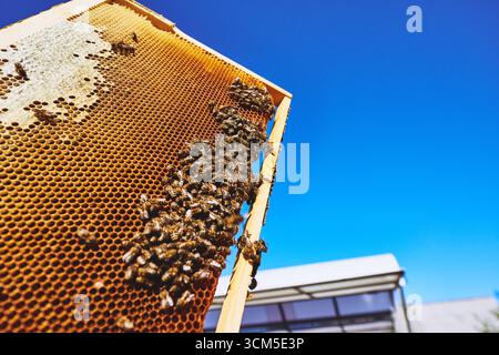 Bienenwabenrahmen gefüllt mit Bienen, die sich an der Oberfläche ansammeln, Honigproduktion im Freien unter klarem blauem Himmel, Bienenstruktur im Hintergrund sichtbar Stockfoto