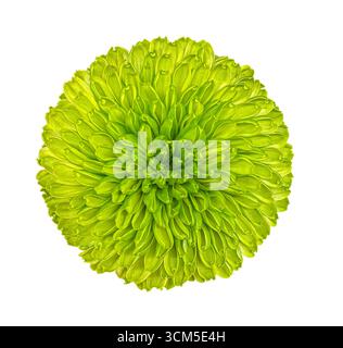 Close-up Blumenkopf von frischem grünem Chrysantheme isoliert auf dem weißen Hintergrund mit Beschneidungspfad. Blumendesign für Karten, Einladungen, p Stockfoto