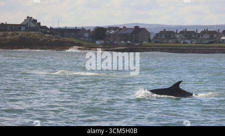 Große Tümmler schwimmen vor der Küste in der Nähe von Amble, Northumberland, Großbritannien, mit der Küste im Hintergrund, September 2025 Stockfoto