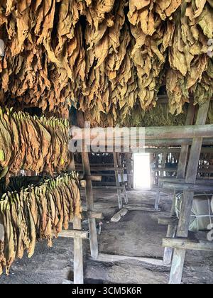 In der rustikalen Holzscheune im ländlichen Kuba hängen Reihen von geernteten Tabakblättern zum Trocknen. Νatural Tageslicht durch die Tür Stockfoto