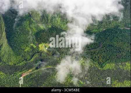 Blick aus der Vogelperspektive über den Cryptomeria-Wald, die Insel Réunion, das französische Departement Übersee, den Indischen Ozean Stockfoto