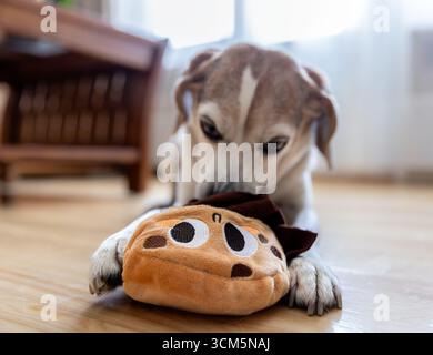 Beagle Dog kaut ein interaktives Plüschtier auf dem Boden Stockfoto