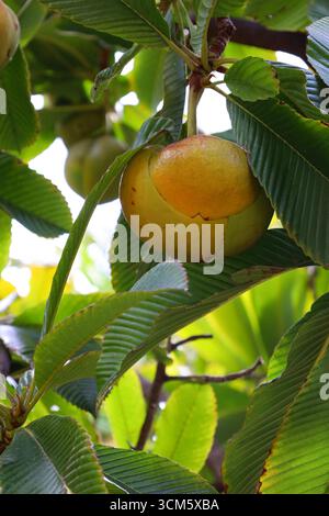 Dillenia indica; Elefantenapfel; Indischer Rosenapfel, Teneriffa, Kanarische Inseln, Spanien Stockfoto