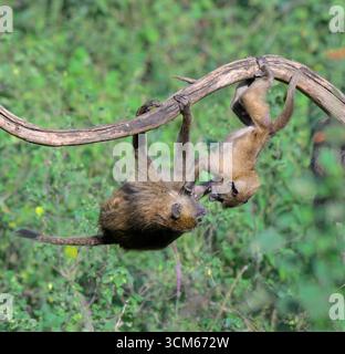 Junge Olivenpaviane (Papio anubis) spielen in einem Baum, Lake Nakuru National Park, Kenia. Stockfoto
