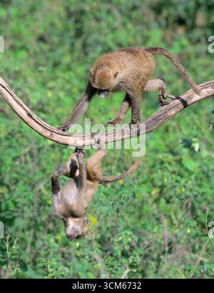 Junge Olivenpaviane (Papio anubis) spielen in einem Baum, Lake Nakuru National Park, Kenia. Stockfoto