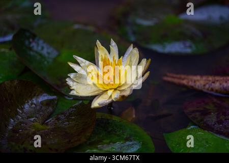 Eine gelbe Seerosenblüte mit Regentropfen ruht auf schwimmenden grünen Blättern in einem ruhigen Teich. Stockfoto